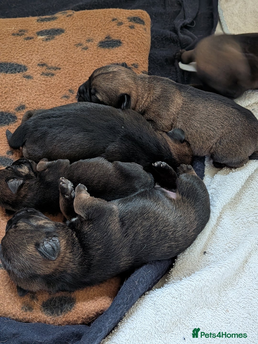 Border Terrier dogs for sale: Home bred border terrier pups - Image 3