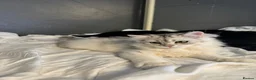 British Shorthair cats for sale: British Shorthair & longhair Chinchilla available  - Advert 36