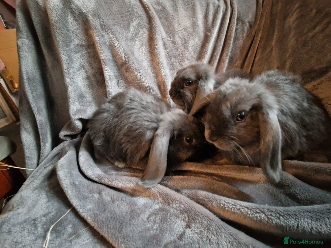 Mini Lop rabbits for sale: Cute Purebred Mini lops-Boys and girls available - Image 8