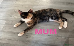 Mixed Breed cats for sale: Female British Shorthair X Kitten  - Image 3