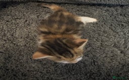 Mixed Breed cats for sale: 2 female calico kittens - Image 6