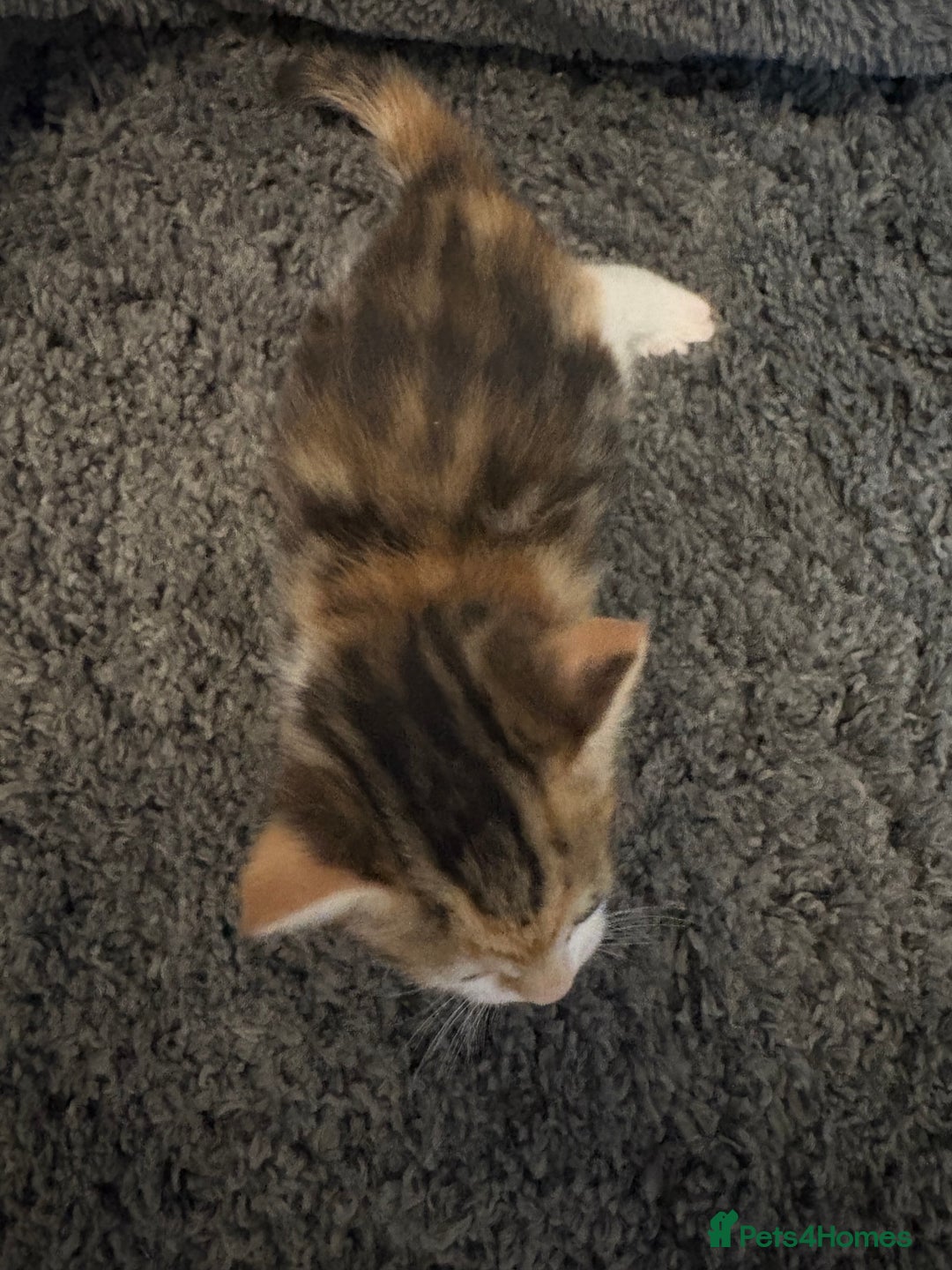 Mixed Breed cats for sale: 2 female calico kittens - Image 6