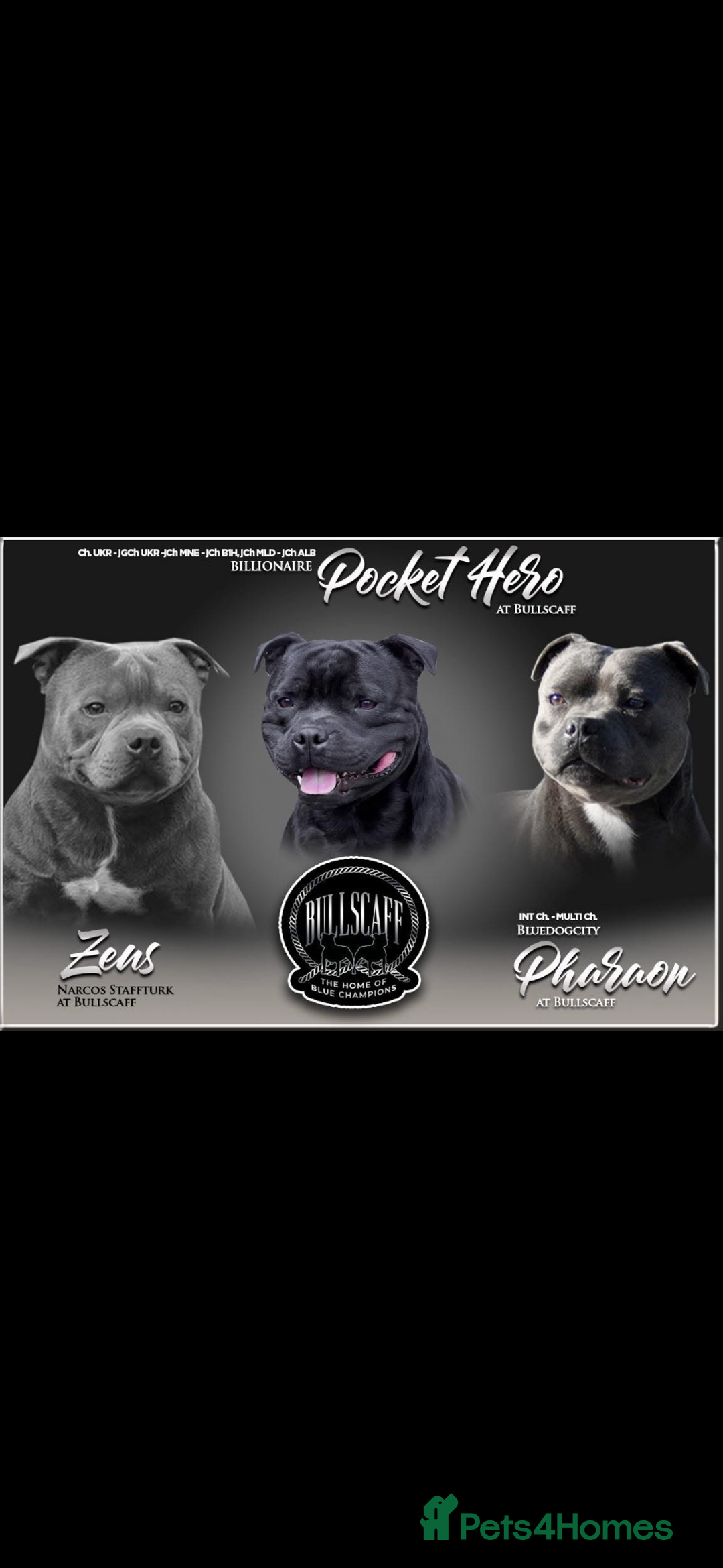 Staffordshire Bull Terrier dogs for sale: 1 male 1 female looking for their forever home. - Image 3
