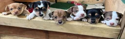 Jack Russell dogs for sale: Jack Russell Puppies  - Advert 3