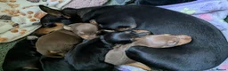 Miniature Pinscher dogs for sale: Miniature Pinscher Pups seen with mum & dad  in Market Drayton - Advert 19