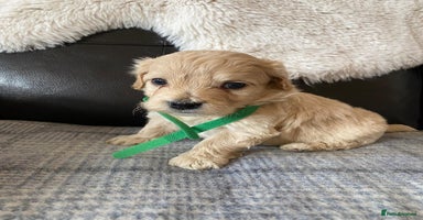 Maltipoo dogs - Advert 4
