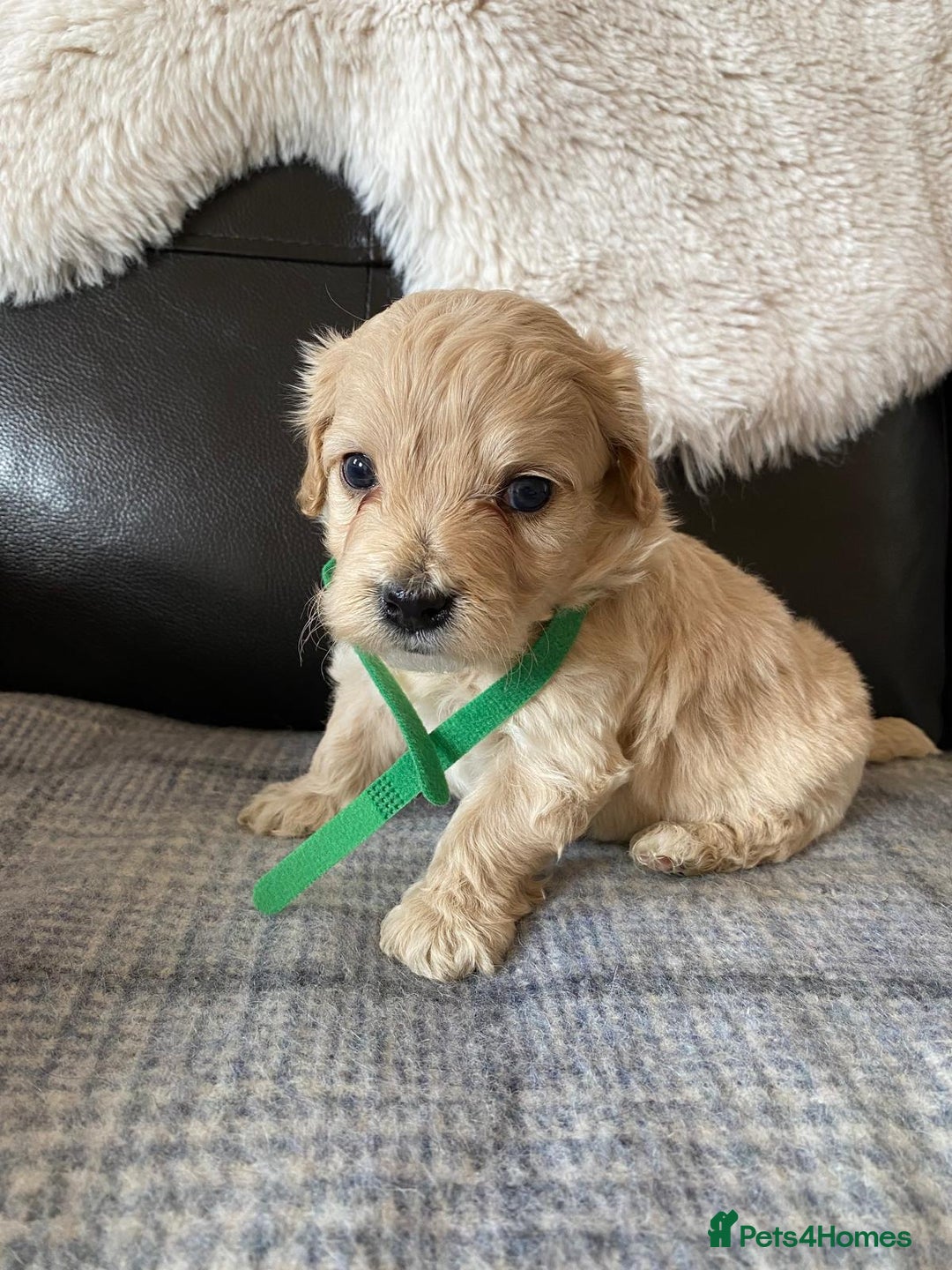 Maltipoo dogs for sale: Gorgeous f1 maltpoos health tested parents  - Image 3