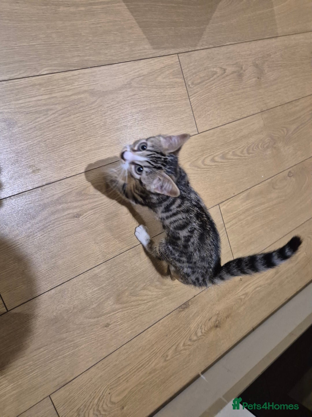 Bengal cats for sale: URGENR KITTEN FOR SALE - Image 5