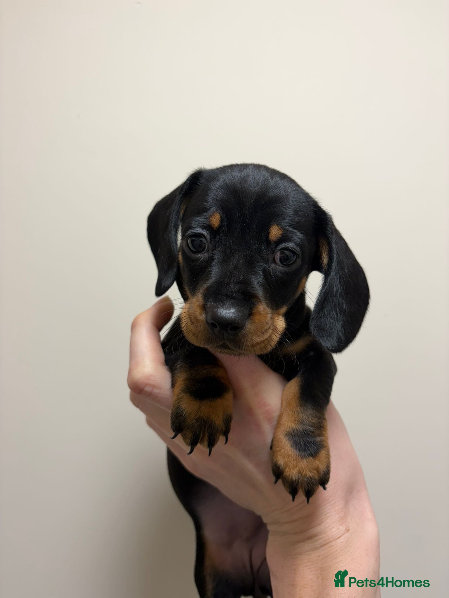 Miniature Dachshund dogs Beautiful female dachshund puppy for sale  - Advert 11