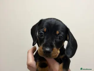 Miniature Dachshund dogs Beautiful female dachshund puppy for sale - Advert 11