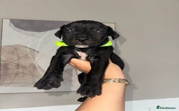 Cane Corso dogs for sale: Pure breed cane corso  - Image 18