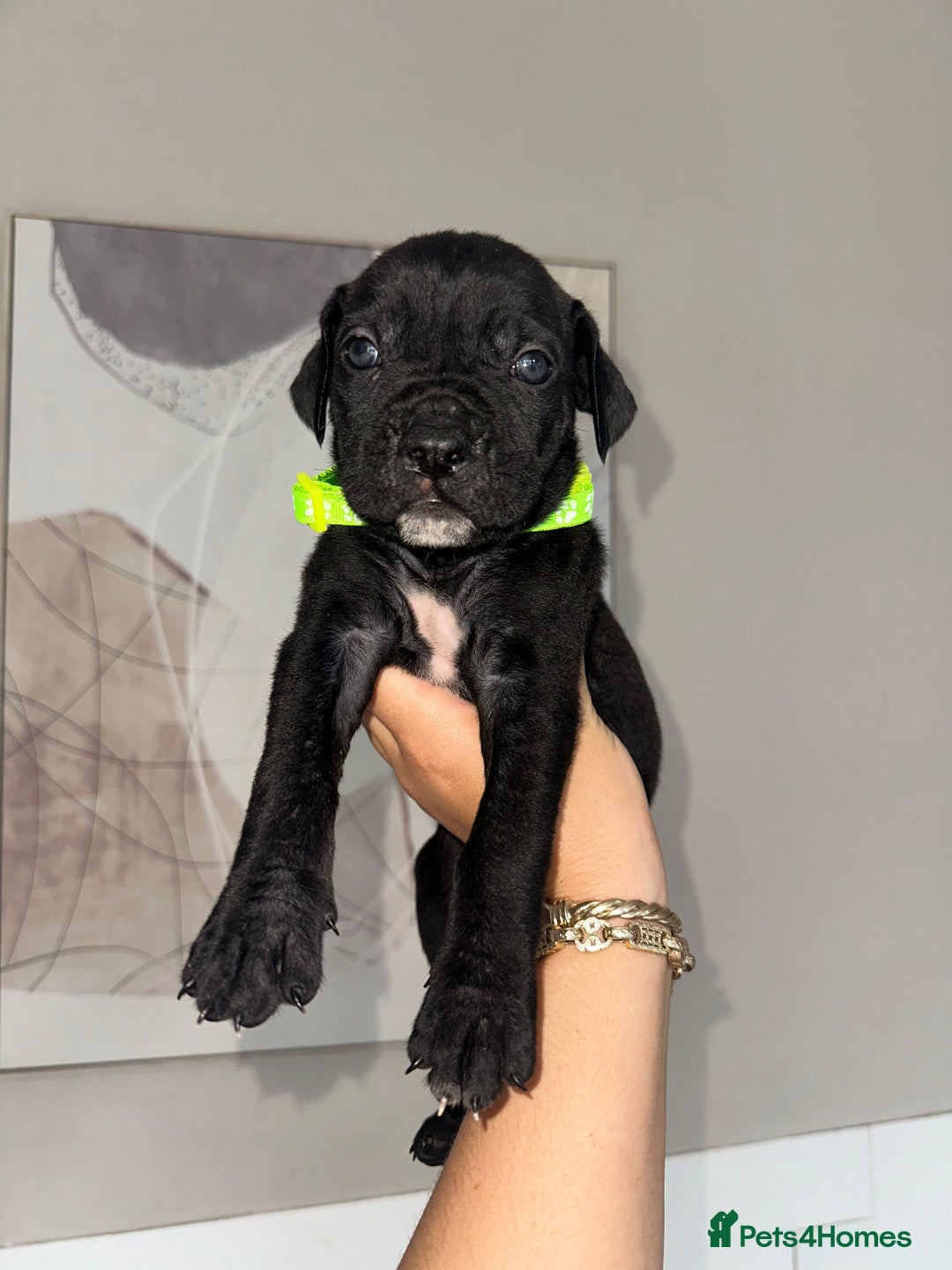 Cane Corso dogs for sale: Pure breed cane corso  - Image 18