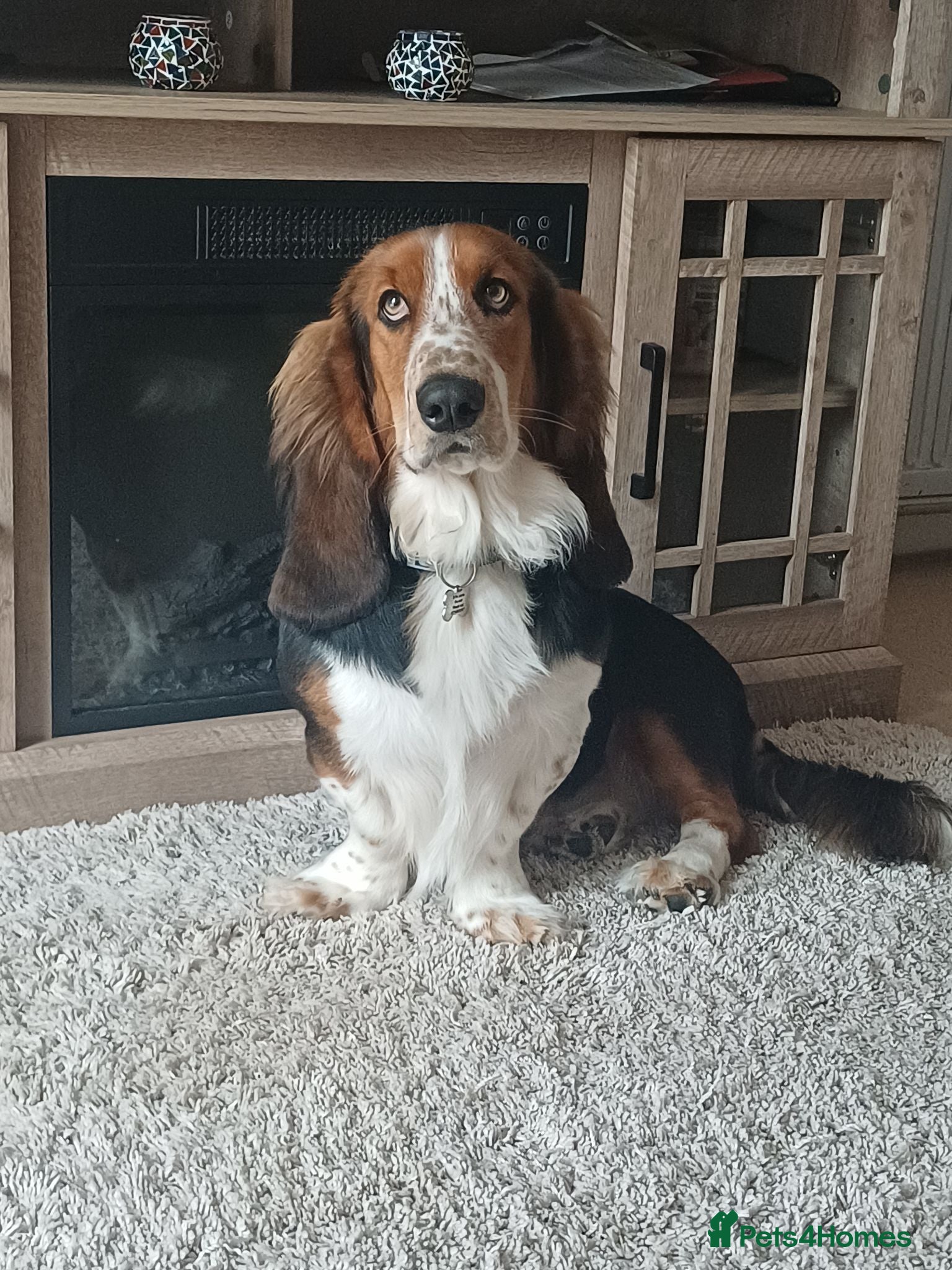 Basset Hound dogs Lovable rougue - Advert 1