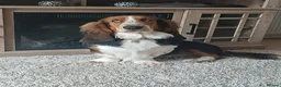 Basset Hound dogs for stud: Lovable rougue in Birkenhead - Advert 1