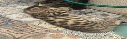 Bengal cats for sale: Boy and a girl  - Advert 4