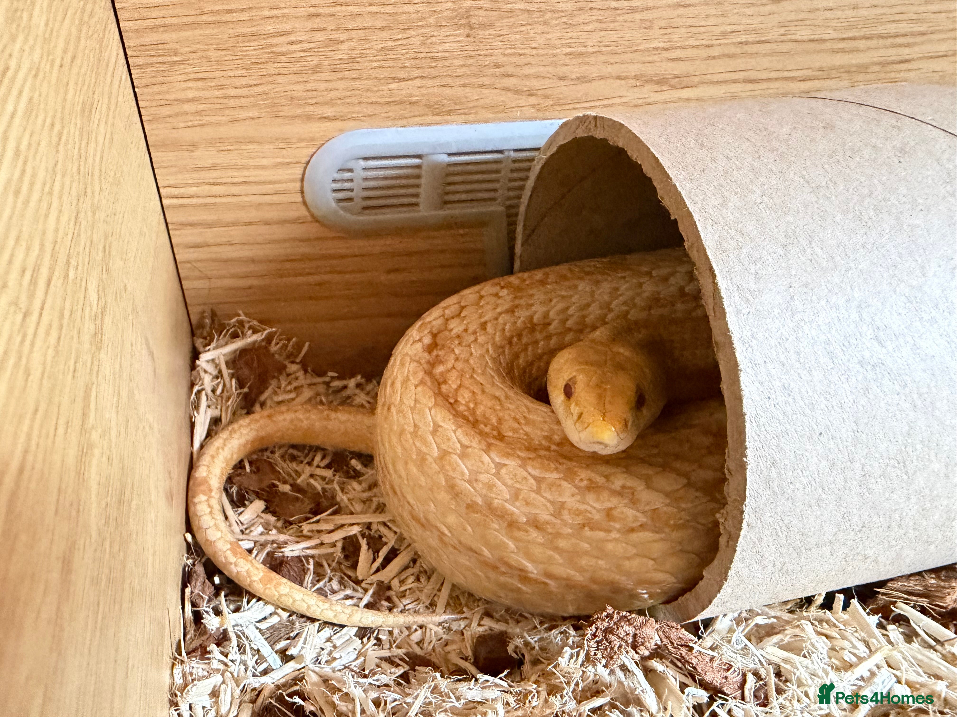 Corn Snake reptiles Beautiful Corn Snake with Full Set-up in Harpenden - Advert 1