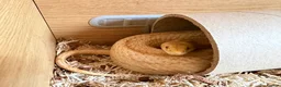 Corn Snake reptiles for sale: Beautiful Corn Snake with Full Set-up in Harpenden - Advert 1