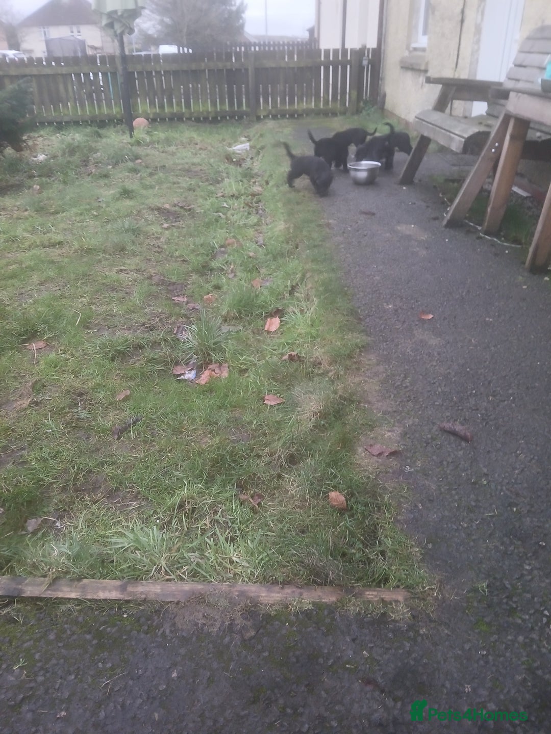 Borador dogs for sale: 8 beautiful borador ready for their forever homes  - Advert 6