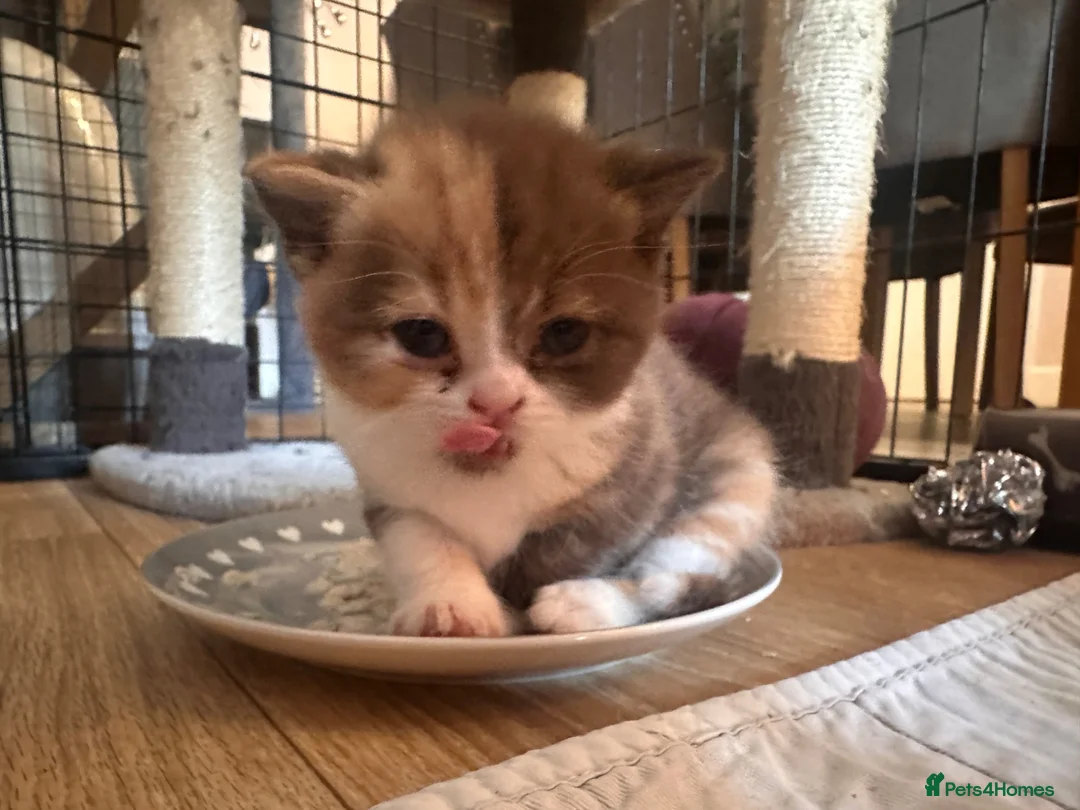 British Shorthair cats for sale: Stunning British Shorthaired GCCF Registered - Advert 30