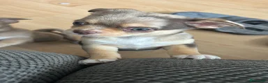 Chihuahua Puppy 5