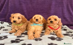 Cavapoochon dogs for sale: Cavapoonchon puppies  - Image 7