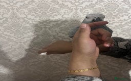Parrots birds for sale: Grey African Grey Parrot - Image 3