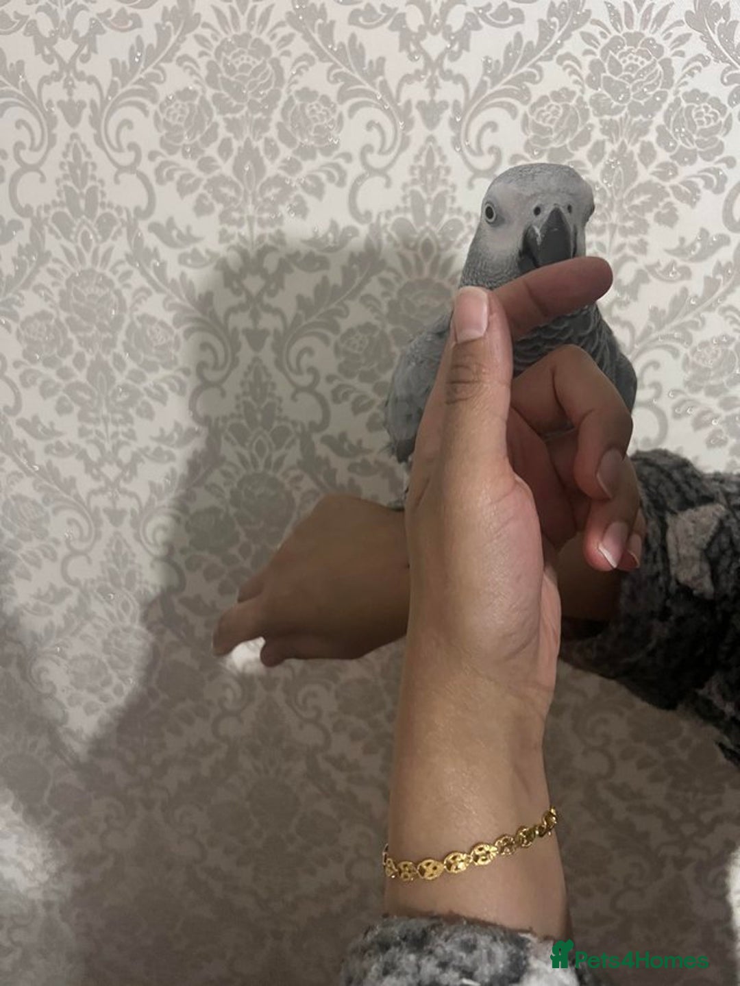 Parrots birds for sale: Grey African Grey Parrot - Image 3