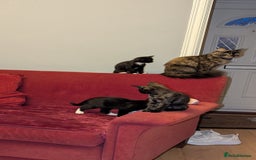 British Longhair cats for sale: Kittens are ready to go  - Image 19