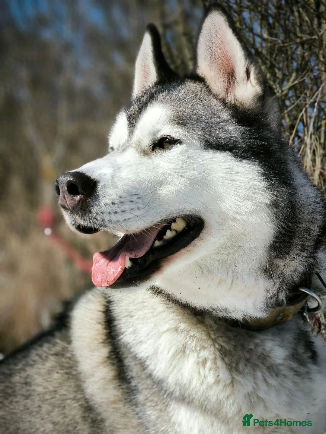 Siberian Husky dogs for adoption: 💙🐶 HAMMER – NOT TYPICAL HUSKY… AND THAT’S MAGIC in Burton-on-Trent - Advert 40