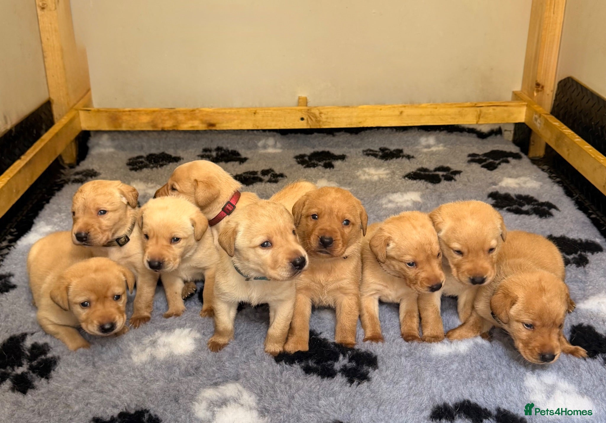 Labrador Retriever dogs 🐾Exceptional KC Registered Labrador Puppies🐾 - Advert 5