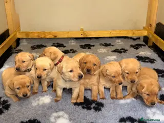 Labrador Retriever dogs 🐾Exceptional KC Registered Labrador Puppies🐾 - Advert 5