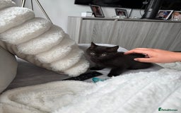 British Shorthair cats for sale: Fluffy Chocolate British Shorthair Kittens 🐾 - Image 11