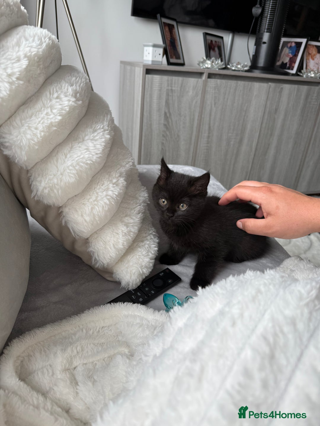 British Shorthair cats for sale: Fluffy Chocolate British Shorthair Kittens 🐾 - Image 11