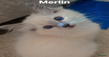 Ragdoll cats - Advert 10