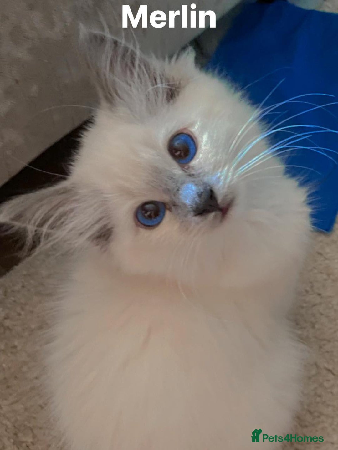 Ragdoll cats for sale: Beautiful TRIO OF TOP Gun Ragdolls - Image 2