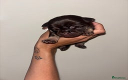 Pug dogs for sale: Beautiful kc registered Pug puppies - Image 15