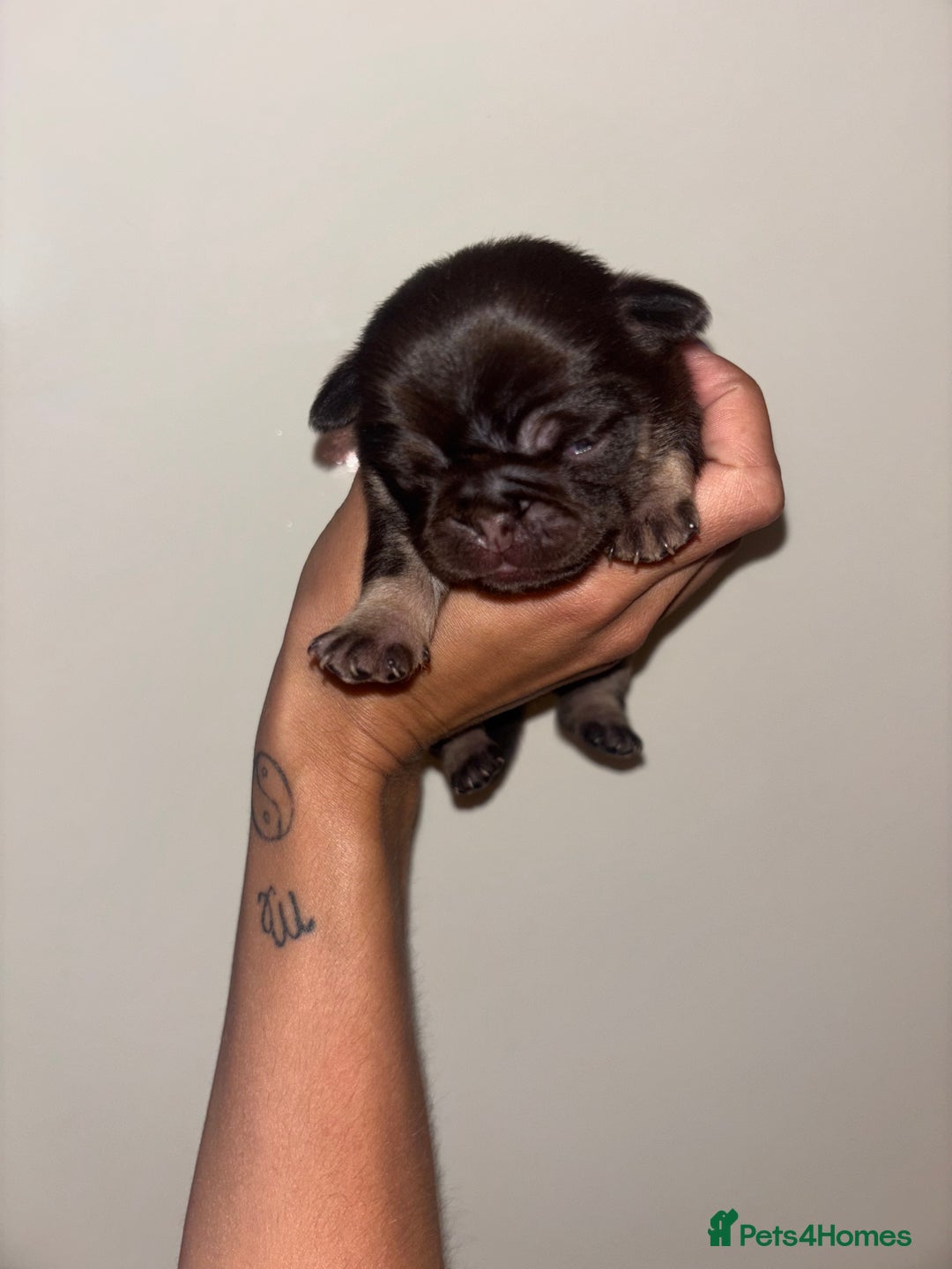 Pug dogs for sale: Beautiful kc registered Pug puppies - Image 15