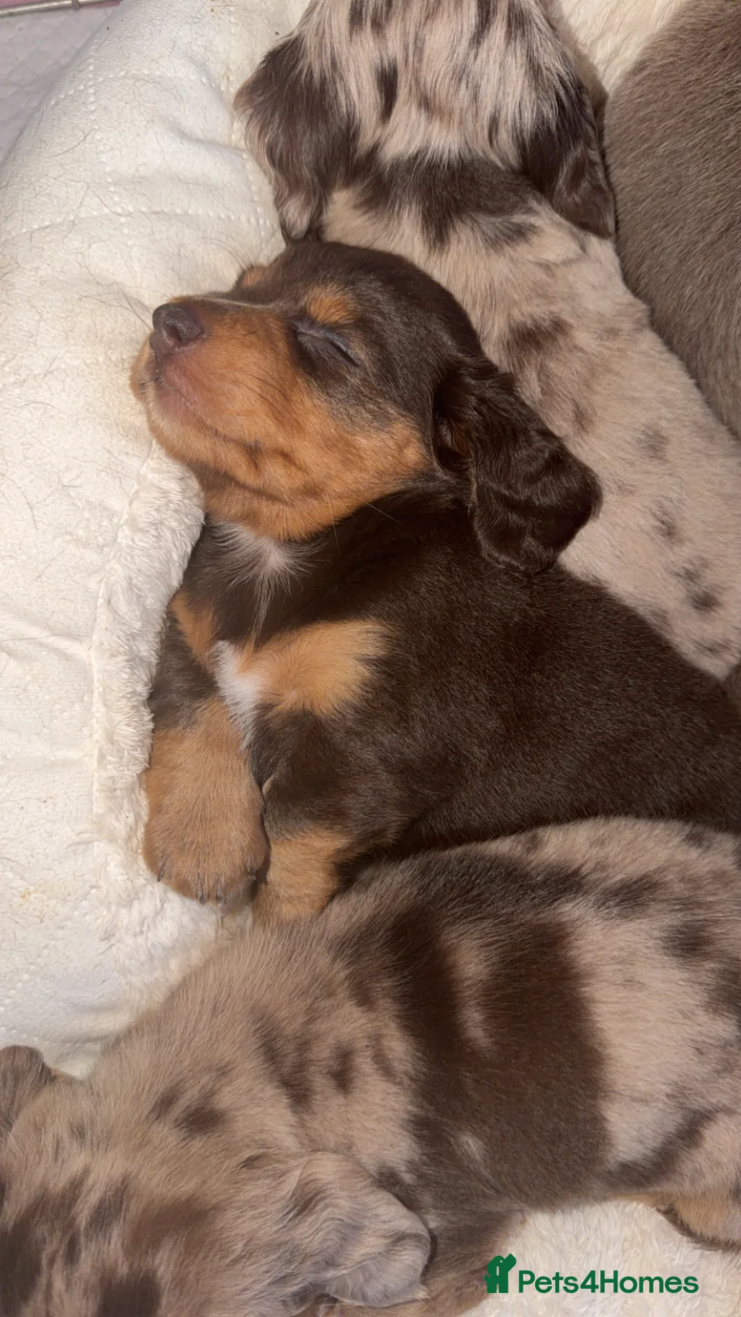 Miniature Dachshund dogs for sale: Fluffy miniature dachshund  - Advert 2