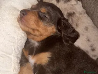 Miniature Dachshund dogs Fluffy miniature dachshund - Advert 2