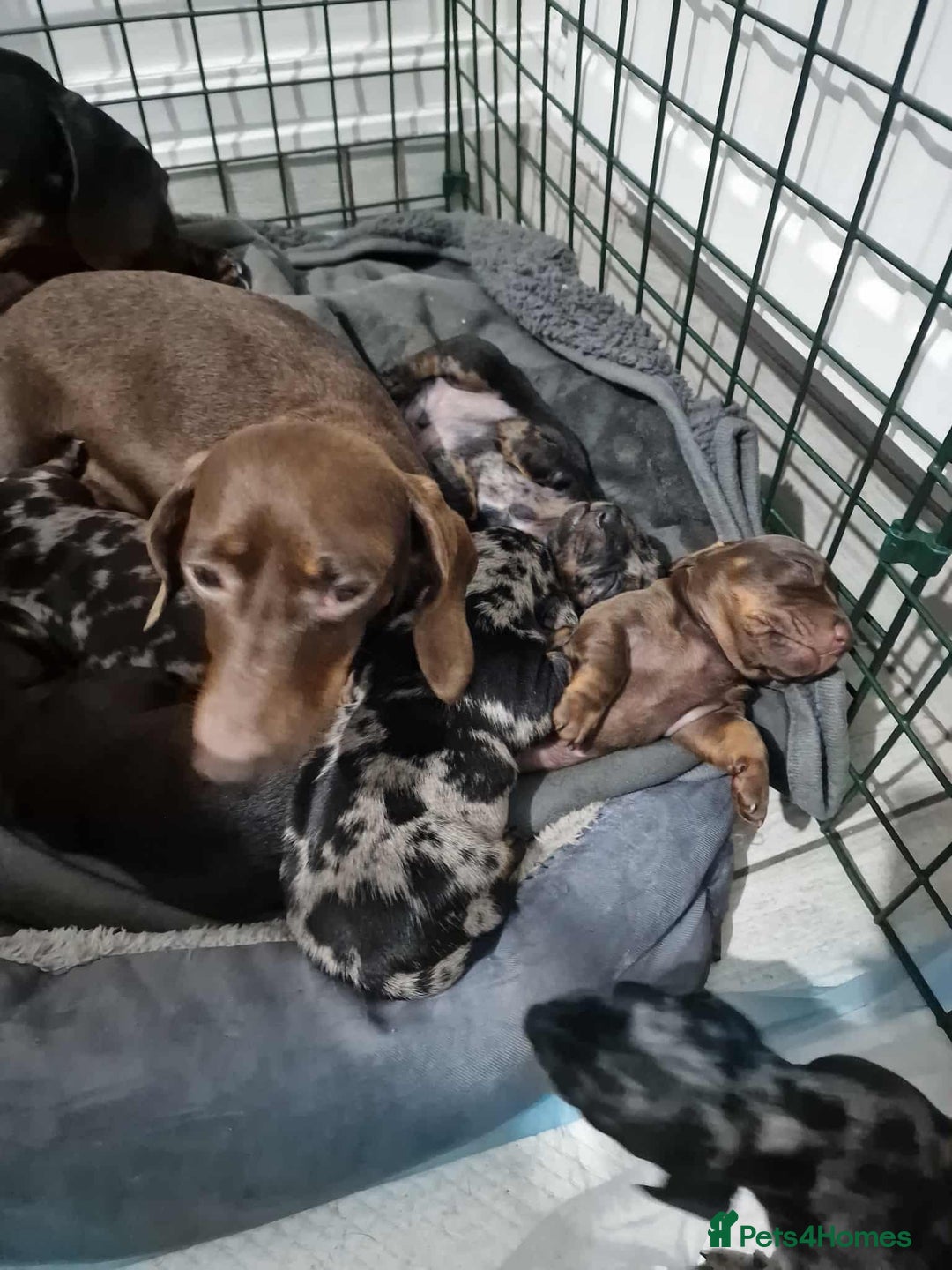Dachshund dogs for sale: 6 mini daschunds looking for new home - Advert 16
