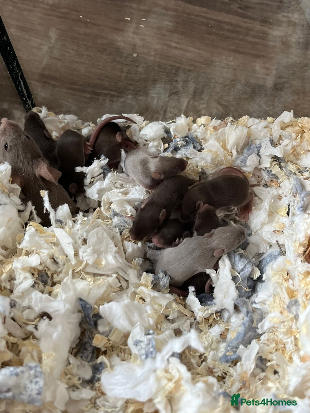 Mouse rodents for sale: X4 adult females and x12 litter  - Image 2