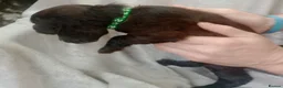 Sprocker dogs for sale: Sprocker puppies  - Advert 8