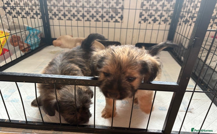 Mixed Breed dogs - Advert 6