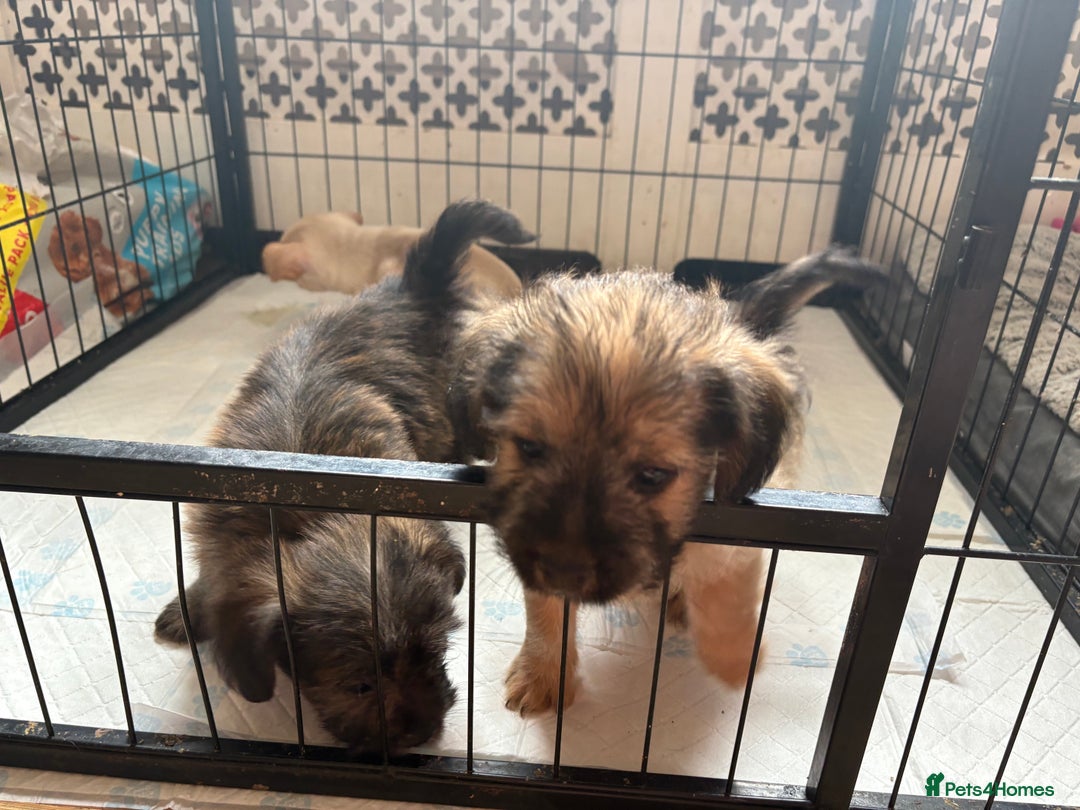 Mixed Breed dogs for sale: Fluffy Frenchie x Jackapoo  - Image 2