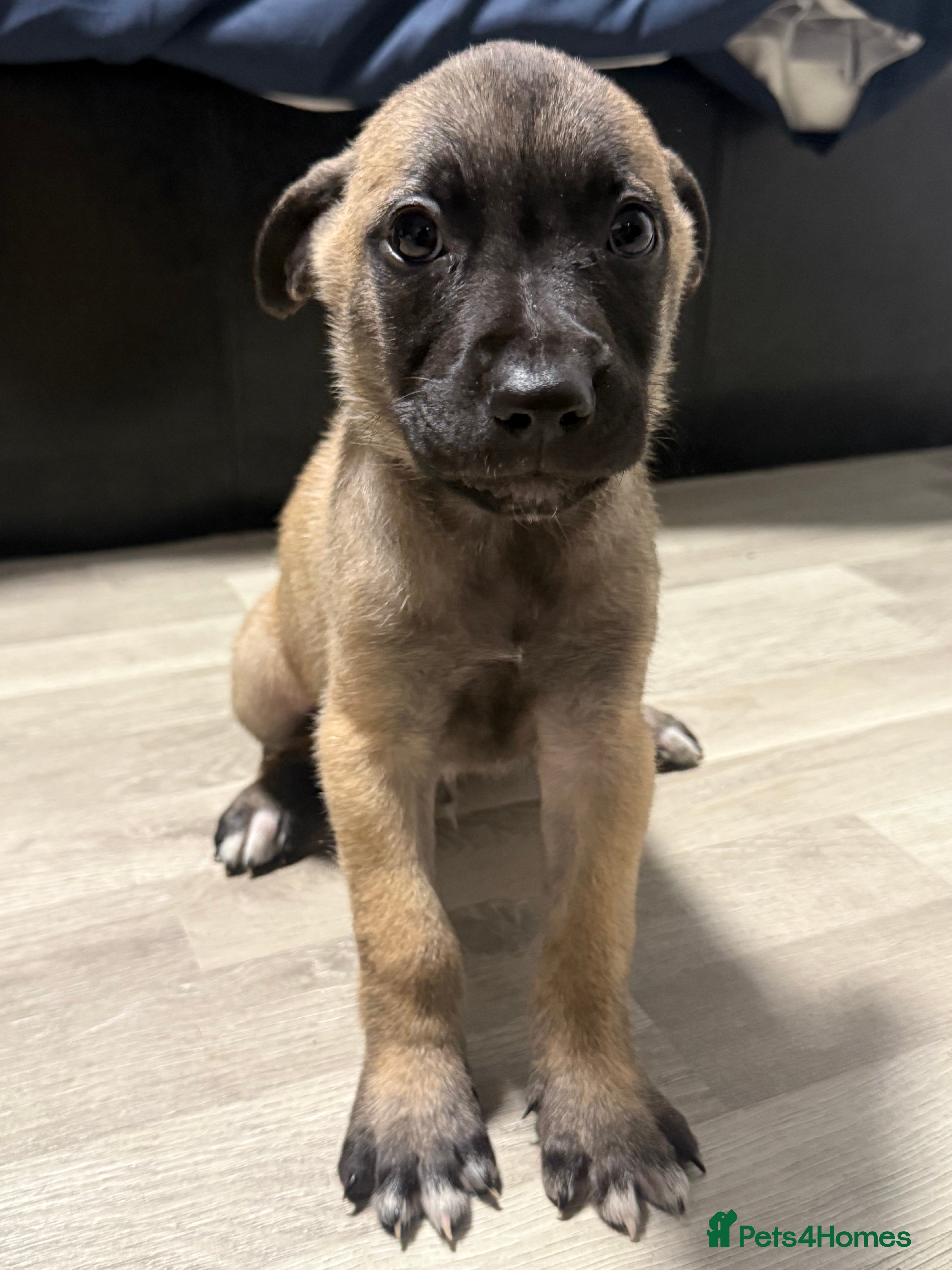 Mixed Breed dogs Belgium malinios x cane corso mix - Advert 2