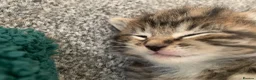 Mixed Breed cats for sale: Garfield  in Hull - Advert 18