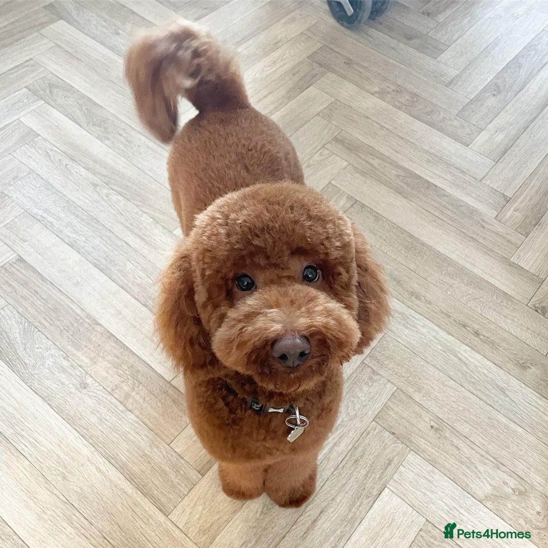 Miniature Poodle dogs for stud: For stud  in Rotherham - Advert 3