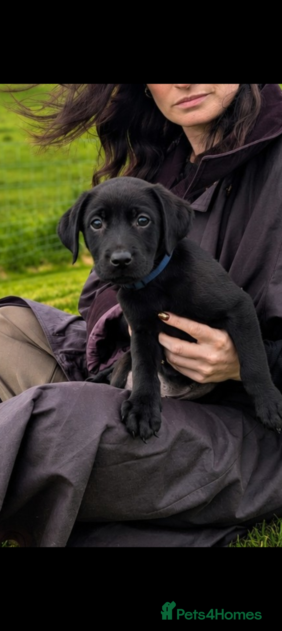 Labrador Retriever dogs Ready Now - Last RKC Black Pup Fully Health Tested - Advert 12
