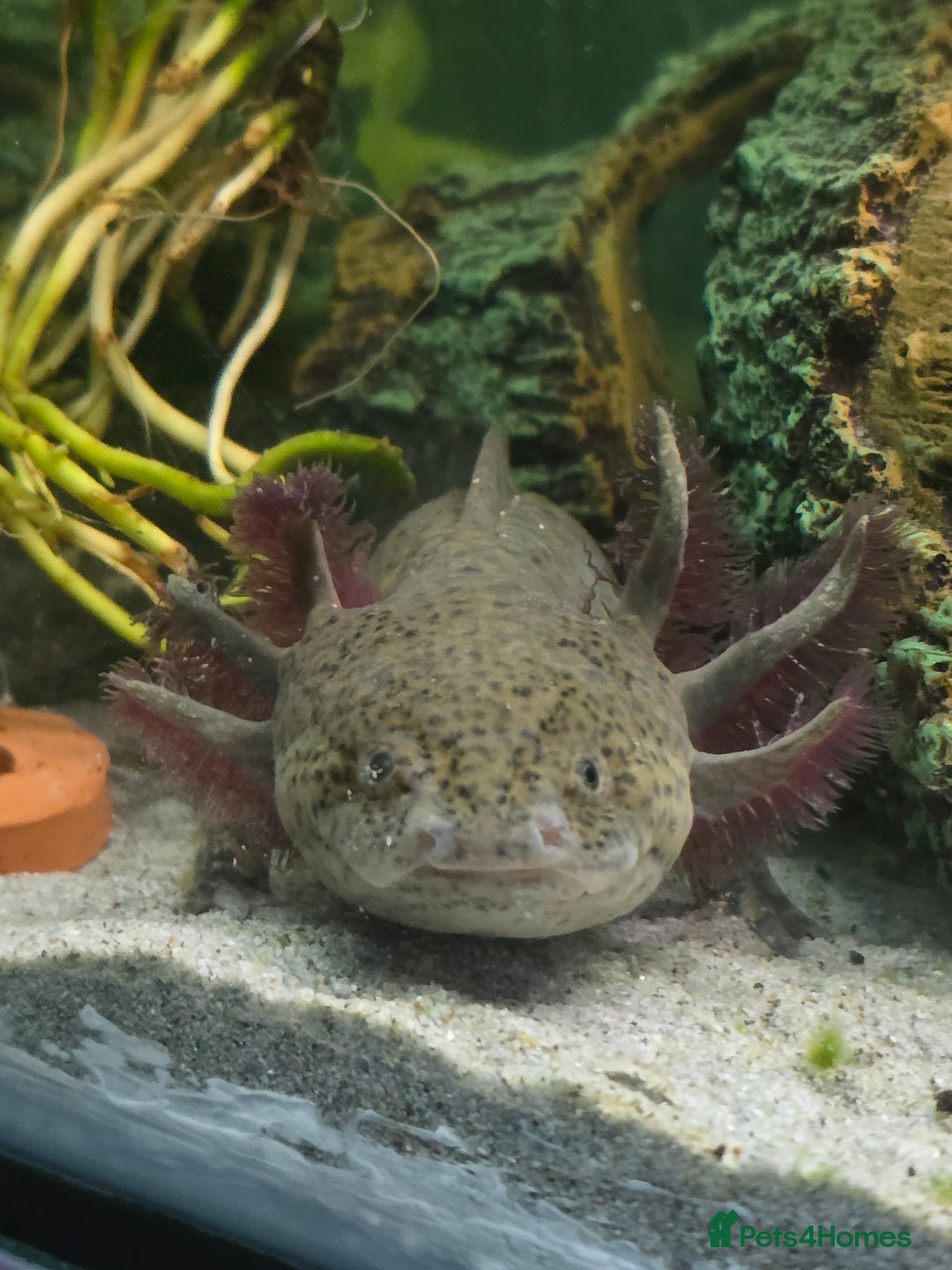 Axolotl reptiles for sale: Two axolotls - Advert 3