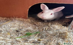 Himalayan rabbits for sale: Lovely female rabbit 🩷 - Image 2